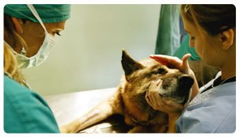 Lymphosarcoma is one of the most aggressive types of dog cancer. This kind of cancer affects the lymphocytes. Where does it occur?