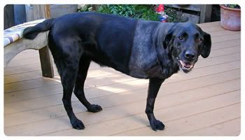 To achieve success in giving your dog a healthy diet, you need to take note of health disorders such as pancreatitis and be sure to adjust the diet that you are planning to follow