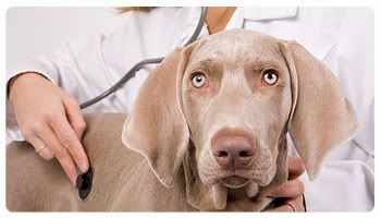 Dietary supplements are necessary for your dog. As dog cancer treatments, these supplements keeps your pet healthy and strong. Dietary supplements are necessary for your dog. As dog cancer treatments, these supplements keeps your pet healthy and strong.