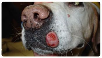 These symptoms could point to skin cancer… and that your dog is suffering in silence