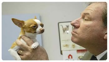 Dog Skin Cancer is one of the most prevalent types of tumor formation in dogs. Some 70-80% of these tumors can be considered benign or non-threatening, however the remaining 20-30% are malignant. Dog Skin Cancer is one of the most prevalent types of tumor formation in dogs. Some 70-80% of these tumors can be considered benign or non-threatening, however the remaining 20-30% are malignant.