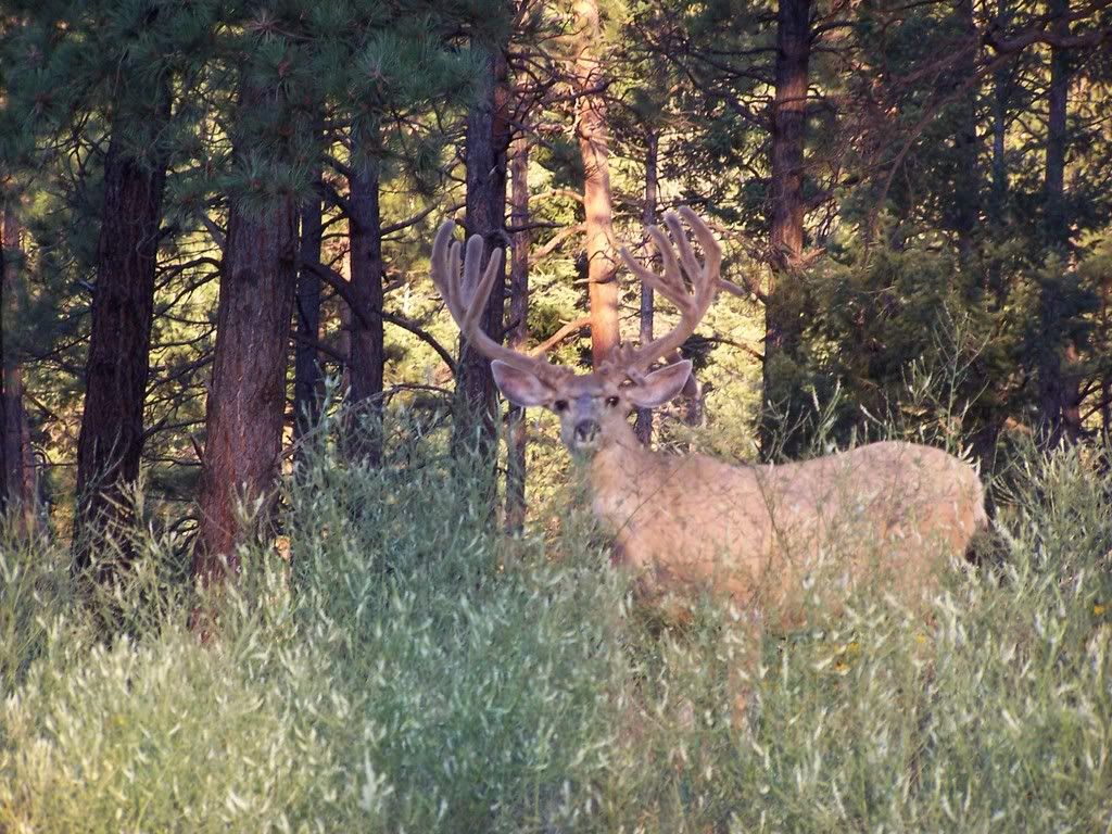 big buck outline