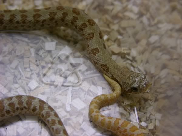 38244carmel_albino_hog-med.jpg