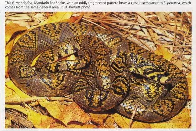 mandarinratsnake-oddcoloring.jpg