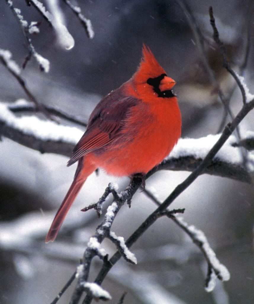 Cardinal_rouge.jpg Cardinal Rouge image by Herbstleyd
