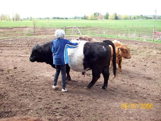 can you milk a beltie? - Cattle