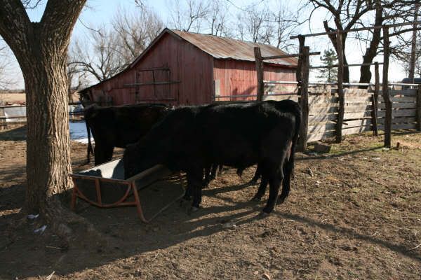 Dexter Herd FS Pics, Moline KS - Cattle