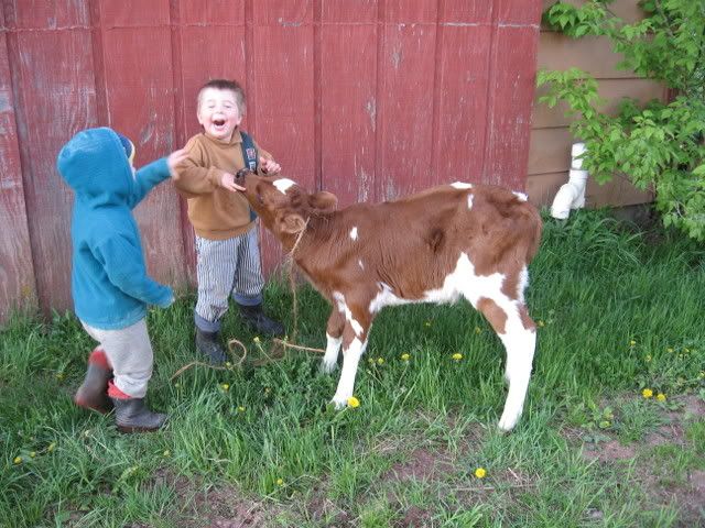 Wanted~Bottle calf in MN/WI...... - Cattle