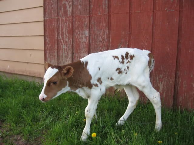 Wanted~Bottle calf in MN/WI...... - Cattle