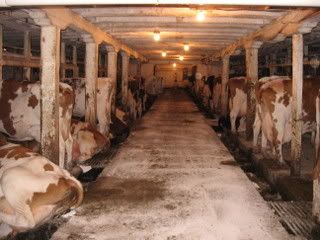 Thought you guys might be interested - Cattle