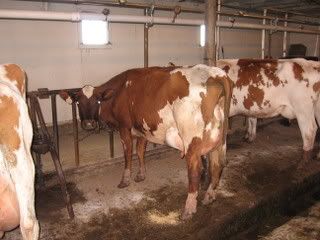 Thought you guys might be interested - Cattle