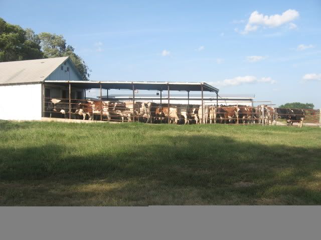 730 times a year - Cattle