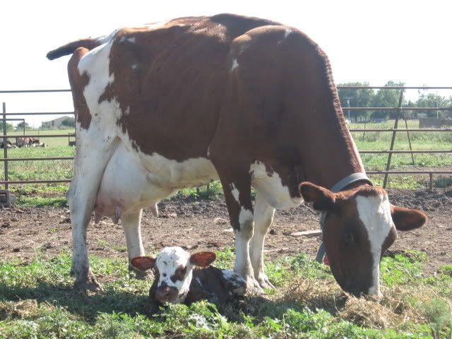 How now , blue cow..... - Cattle