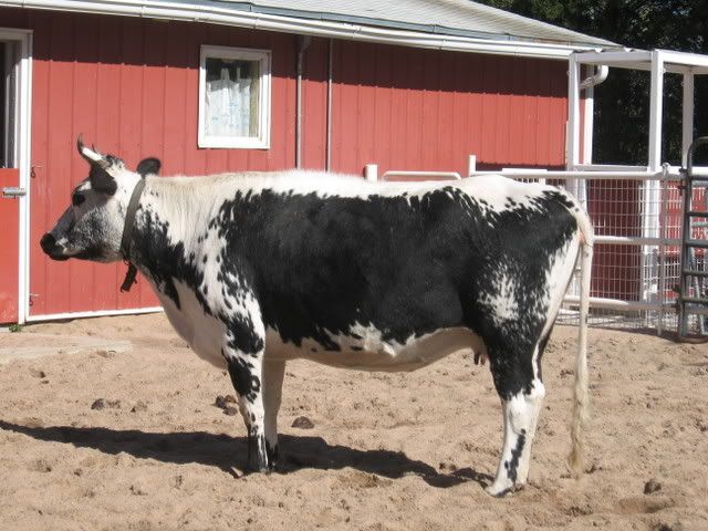 I want one!!! - Cattle