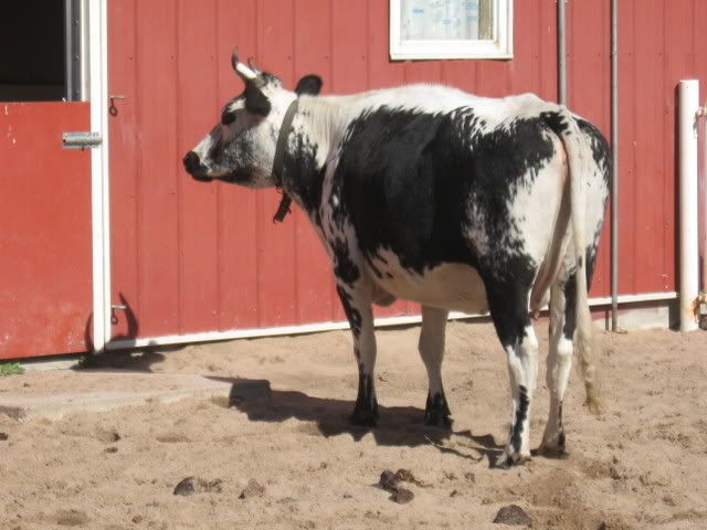 I want one!!! - Cattle