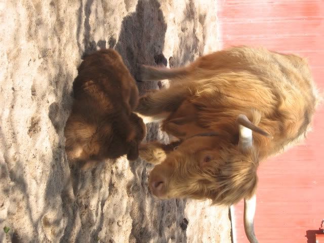 I want one!!! - Cattle