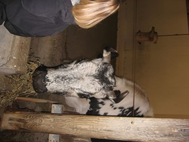 I want one!!! - Cattle