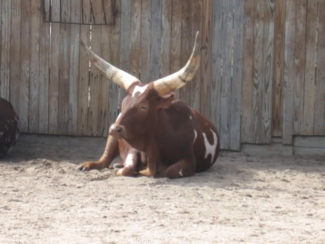 I want one!!! - Cattle