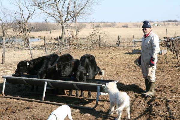 Dexter Herd FS Pics, Moline KS - Cattle