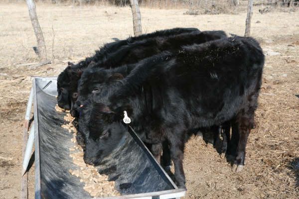 Dexter Herd FS Pics, Moline KS - Cattle