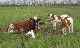 Calves on pasture pic - Cattle