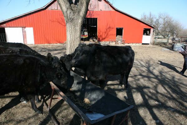 Dexter Herd FS Pics, Moline KS - Cattle
