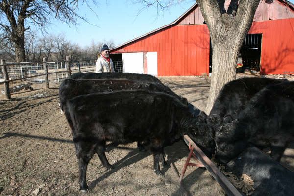 Dexter Herd FS Pics, Moline KS - Cattle