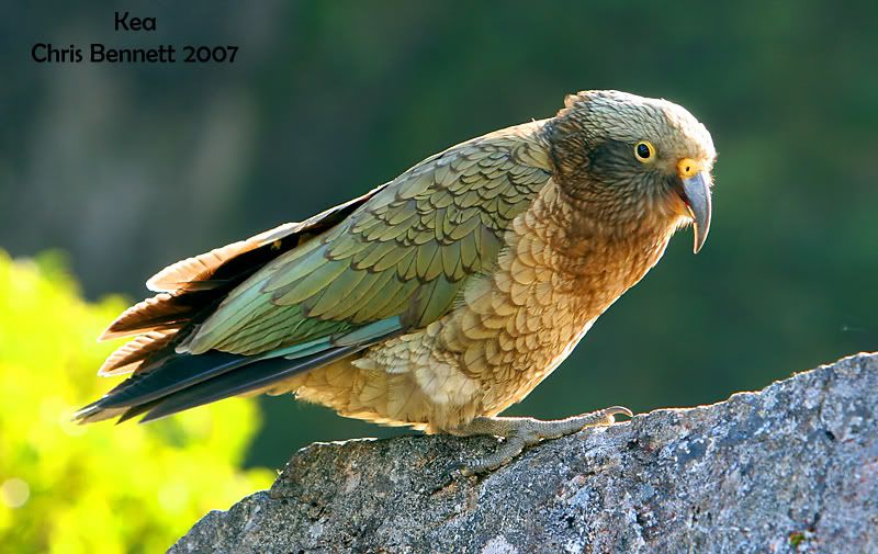 IMAGE: http://i168.photobucket.com/albums/u185/nzshrimper/misc/Kea.jpg