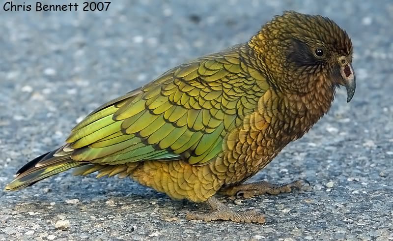 IMAGE: http://i168.photobucket.com/albums/u185/nzshrimper/misc/Keainprofile.jpg