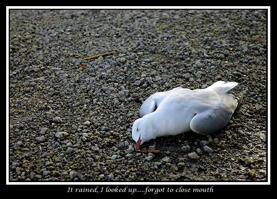 dead seagull Pictures, Images and Photos