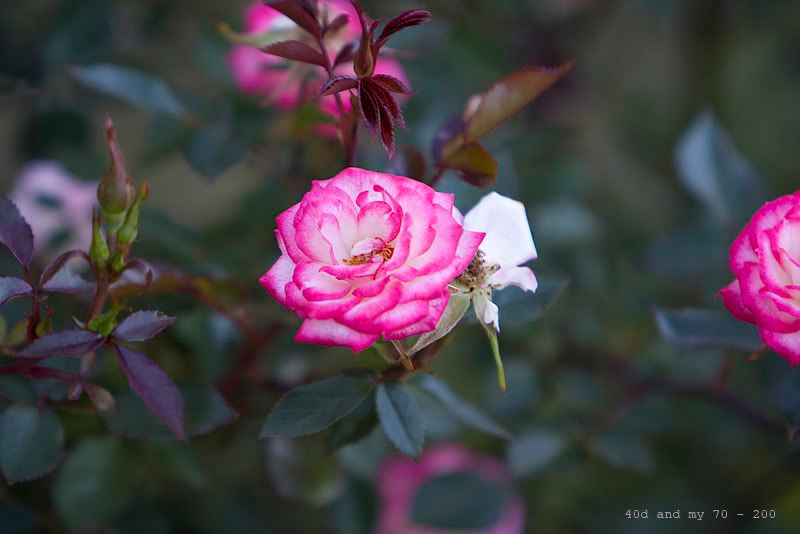 IMAGE: http://i168.photobucket.com/albums/u185/nzshrimper/mylens.jpg