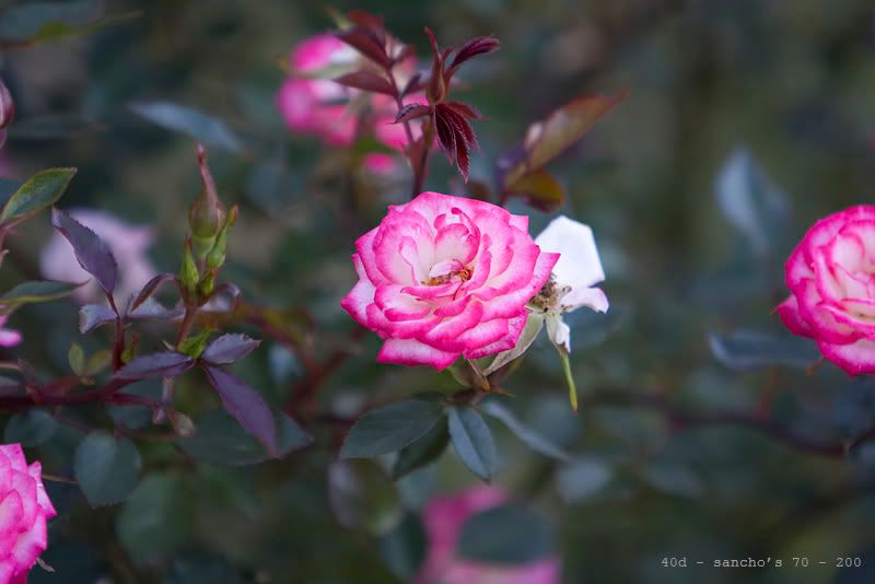 IMAGE: http://i168.photobucket.com/albums/u185/nzshrimper/sanchoslens.jpg