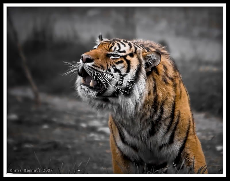 IMAGE: http://i168.photobucket.com/albums/u185/nzshrimper/tigersmile.jpg