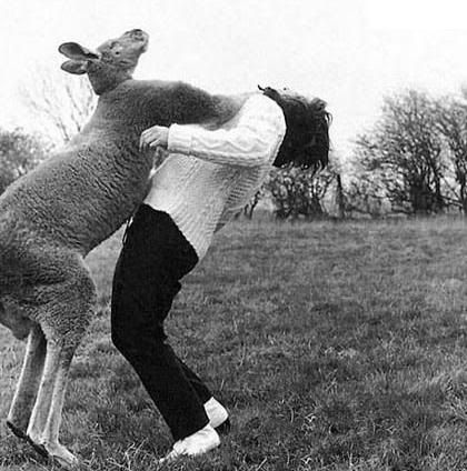 owned_kangaroo.jpg