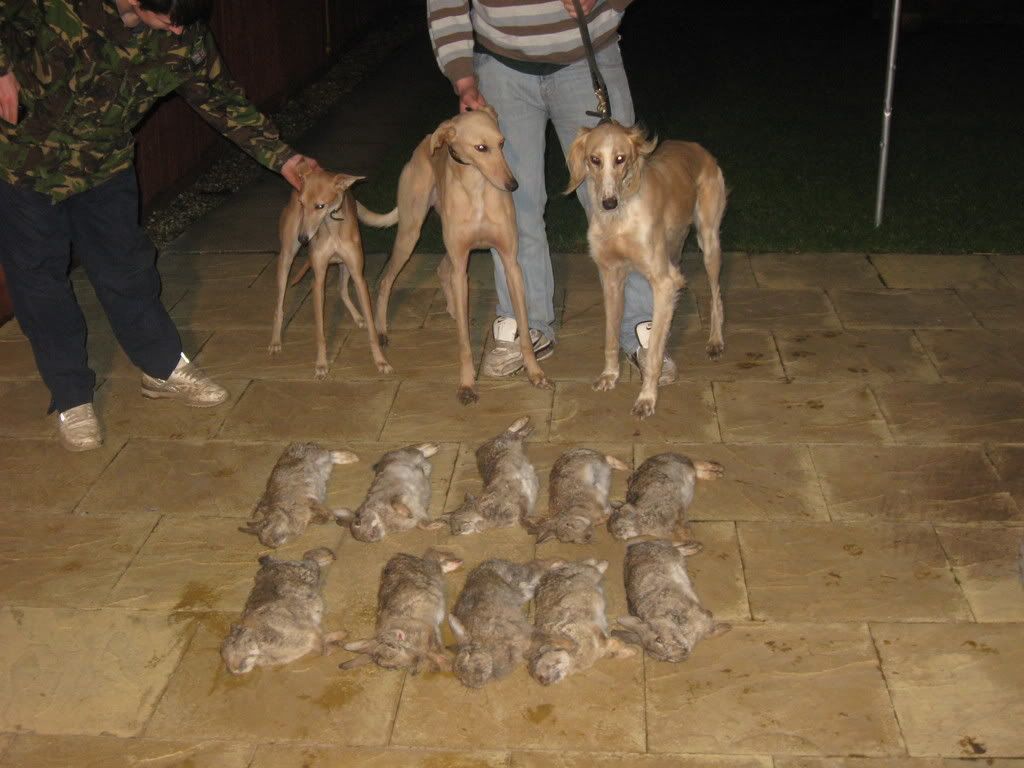 lurcher006.jpg