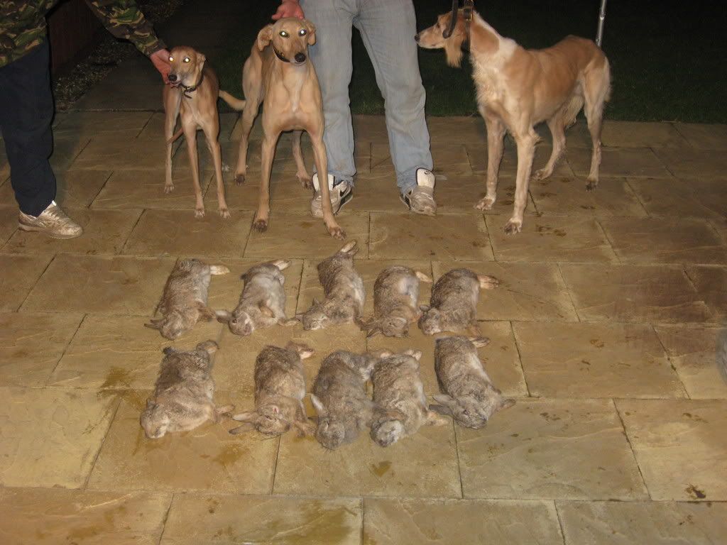 lurcher007.jpg