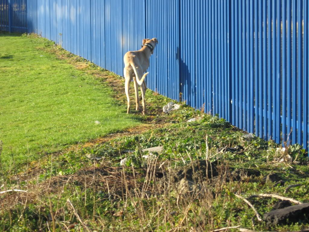 lurchers012.jpg