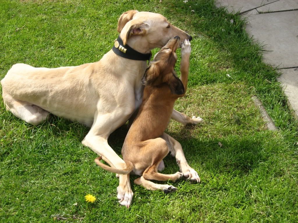 thedogs021.jpg