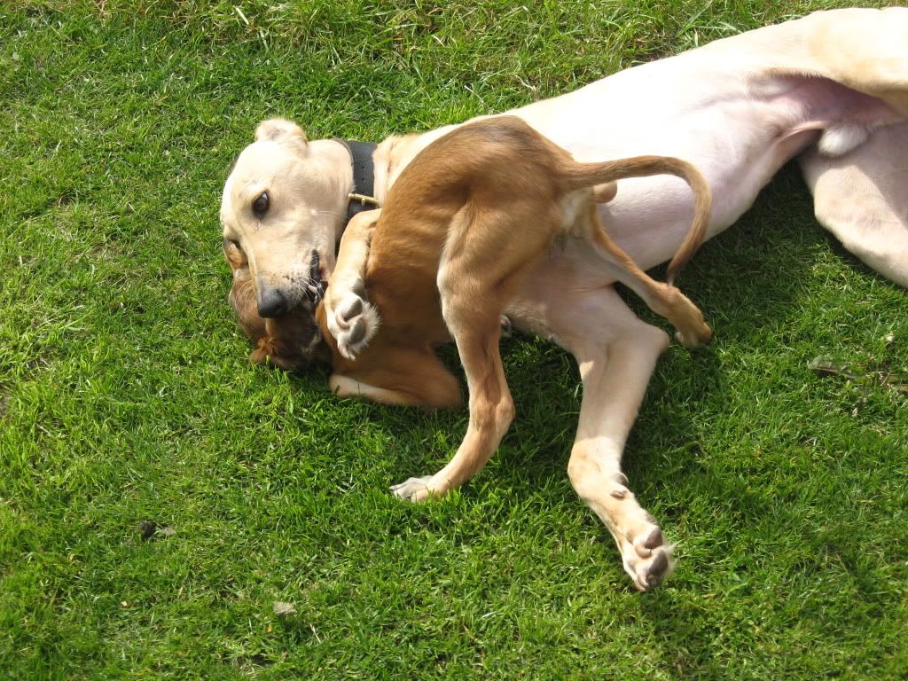 thedogs024.jpg