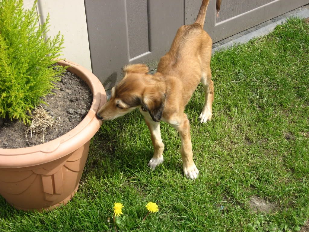 thedogs031.jpg