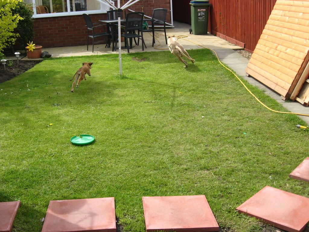 thedogs036.jpg