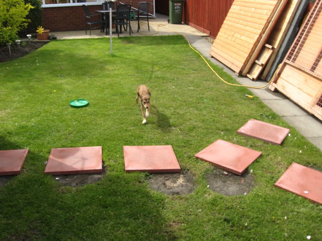 thedogs038.jpg