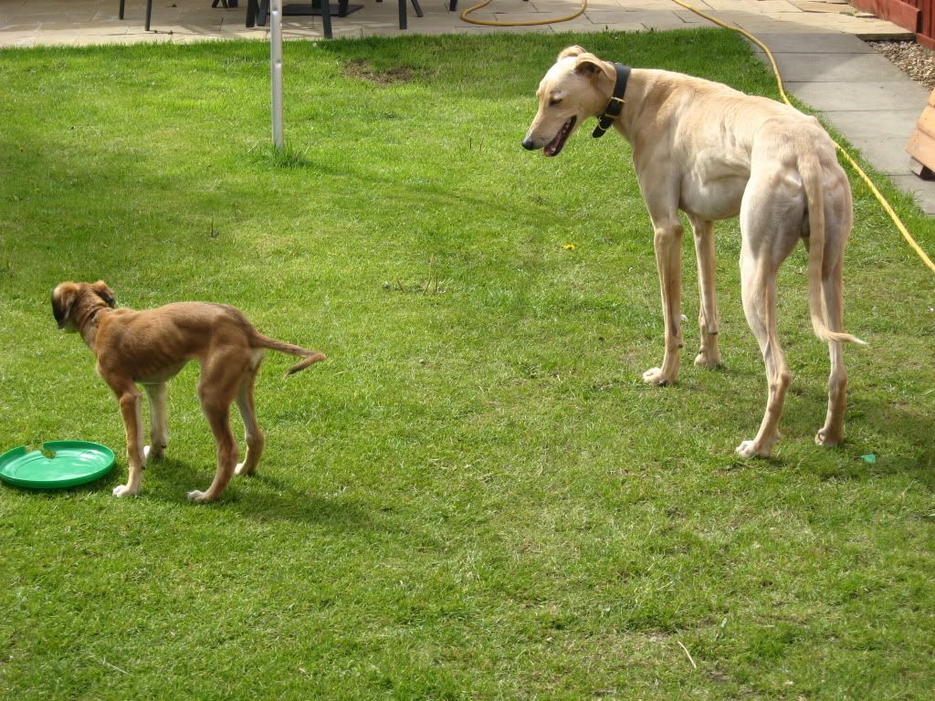 thedogs041.jpg