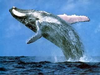 humpback whale photo: Humpback Whale HumpbackWhale.jpg
