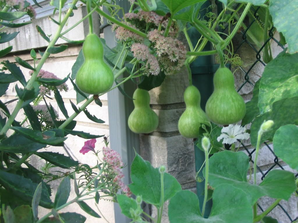 Growing Gourds