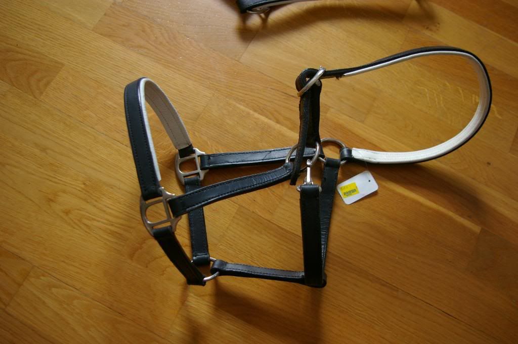 IMGP5517_Medium.jpg