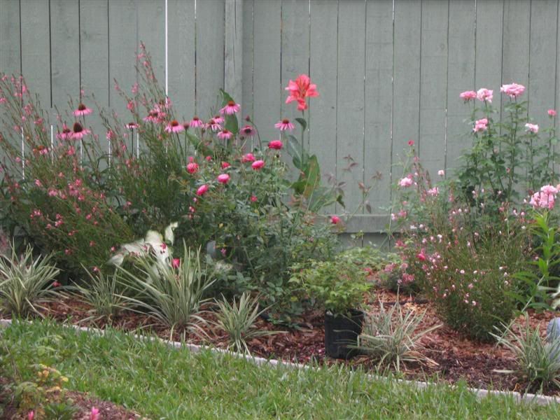 Gaura Snow Fountain