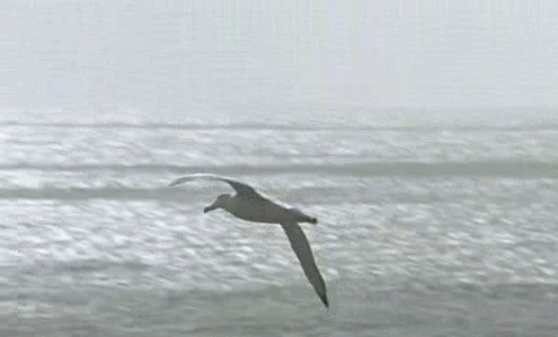 sea gull