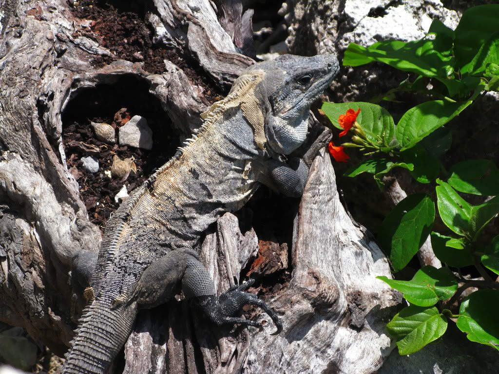 IMAGE: http://i168.photobucket.com/albums/u189/miiij/IMG_2921.jpg