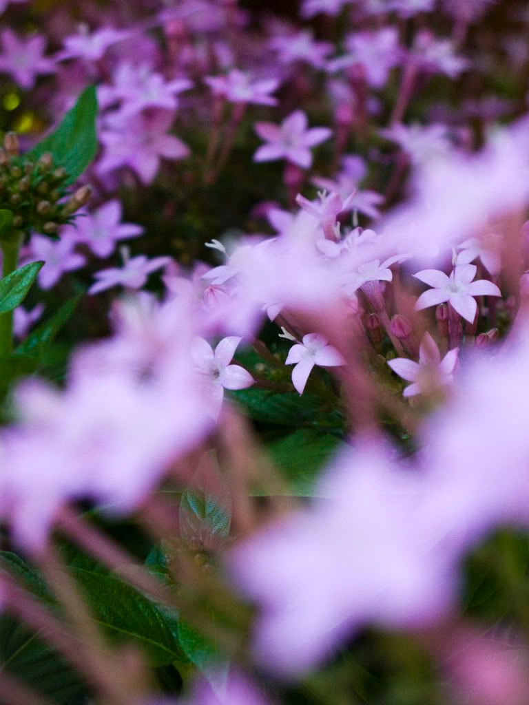 IMAGE: http://i168.photobucket.com/albums/u189/miiij/IMG_3065.jpg